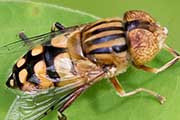 Drone Fly (Eristalinus punctulatus) (Eristalinus punctulatus)